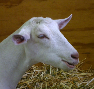Noble goat