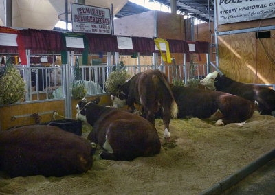 Polled Herefords