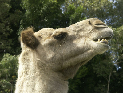 Frankensteined camel