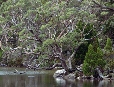 Tree beside Lake Dobson  2
