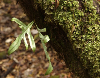 Forest detail