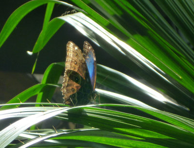 Butterfly in an artificial rainforest