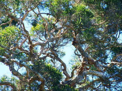 Looking up into a paperbark