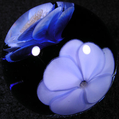 Lily Blue Dream Size: 1.42 Price: SOLD