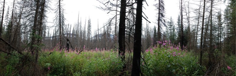 KOOTENAY PINK FLOWERS