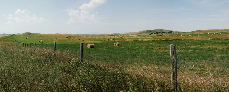 ALBERTA WHEAT FIELD