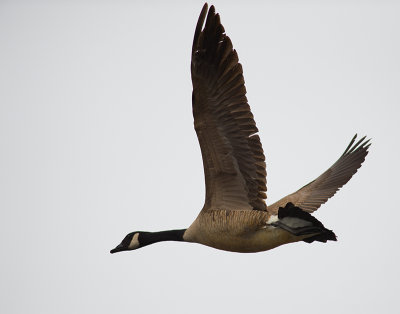 Canada Goose