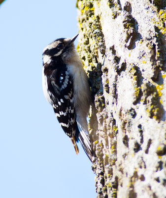 Downy Woodpecker