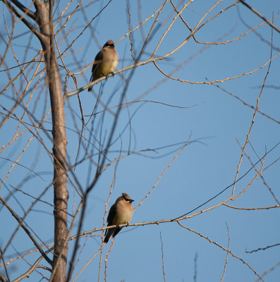 Waxwing