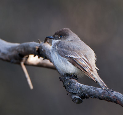 Dark-eyed Junco