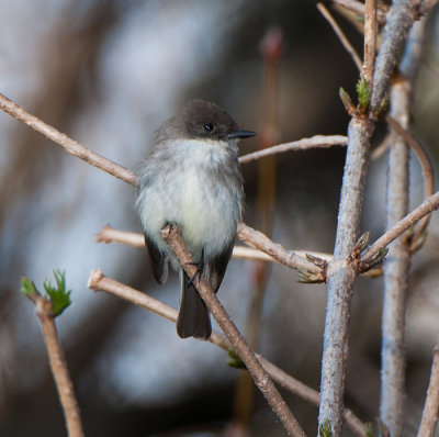 Dark-eyed Junco