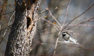 Black-capped Chickadee