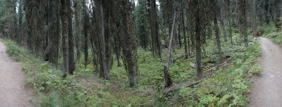 ST-MARY FOREST GLACIER N.P