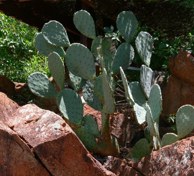 Cactus