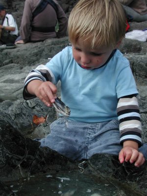 Crabs!
