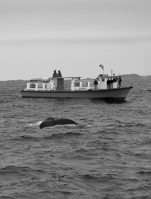Humpback