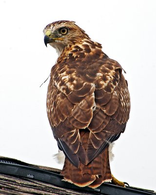 Young red-tail