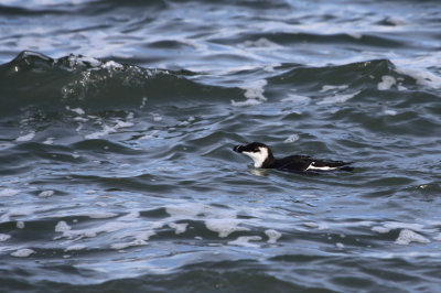 razorbill