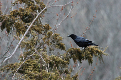 american_crow_