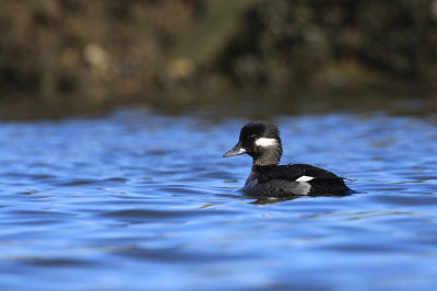 bufflehead_