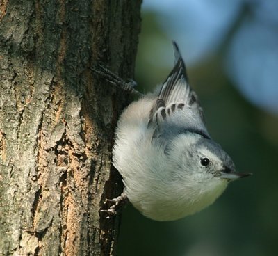 White-breasted Nuthatch