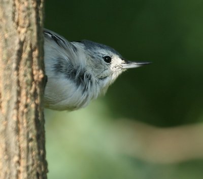 White-breasted Nuthatch