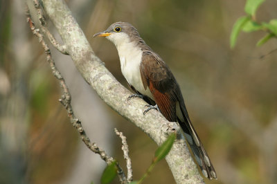 Yellow-billed Cukoo