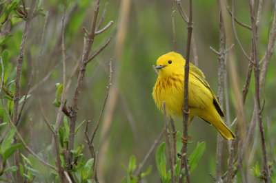 Yellow Warbler