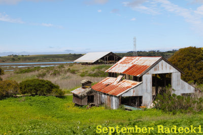 Elkhorn Slough, 3/30/13