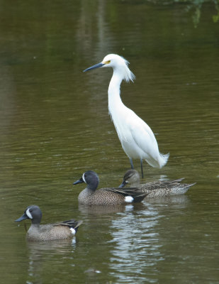 Snowy Egret with Blue-winged Teal