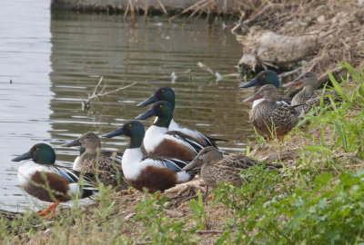 Northern Shoveler