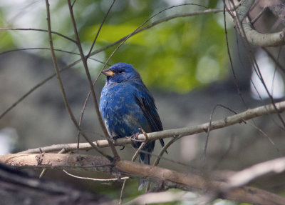 Indigo Bunting