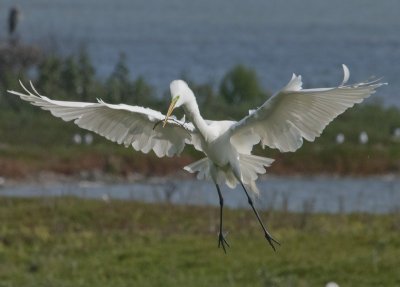 Great Egret nesting