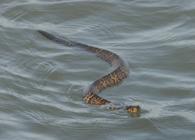 Water Moccasin