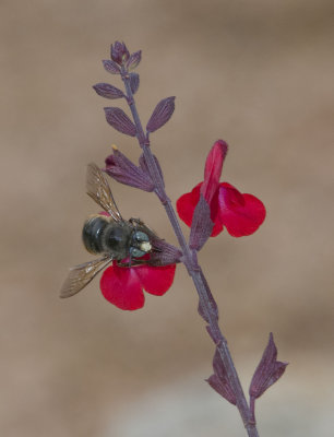 DSC_3363.2.jpg