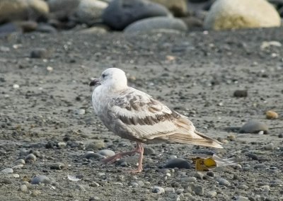 Alaska Birds