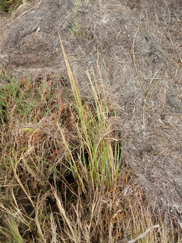 densiflora October 2012