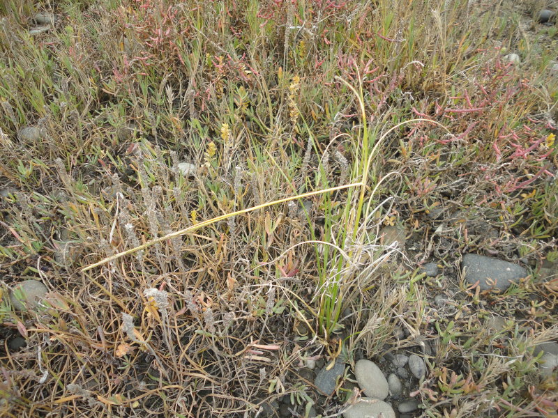 densiflora October 2012