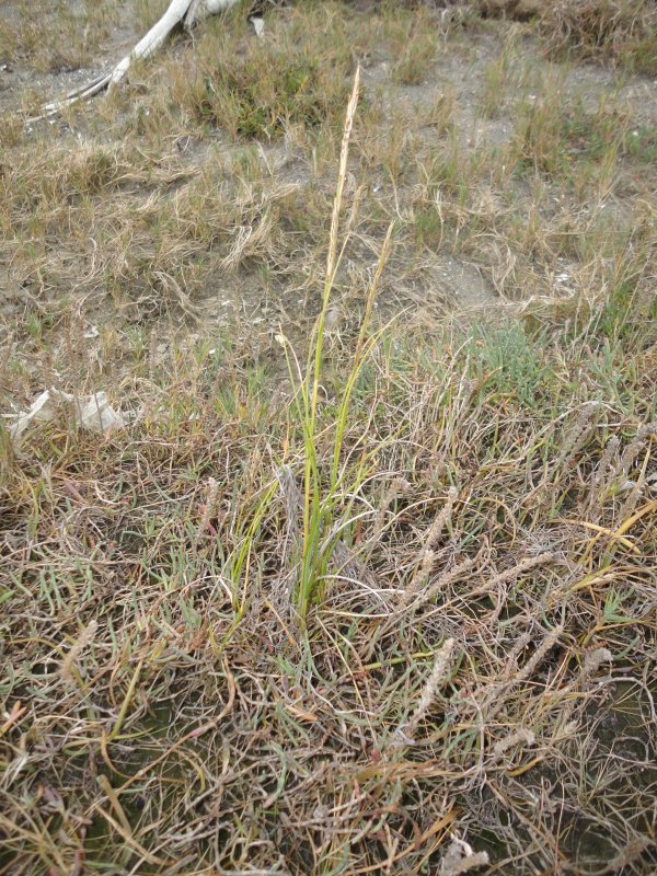 densiflora October 2012
