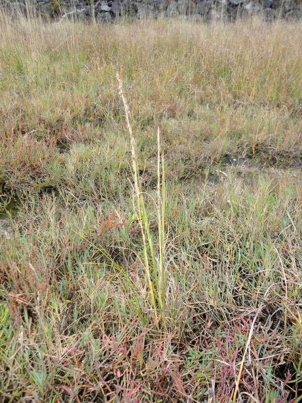 densiflora October 2012
