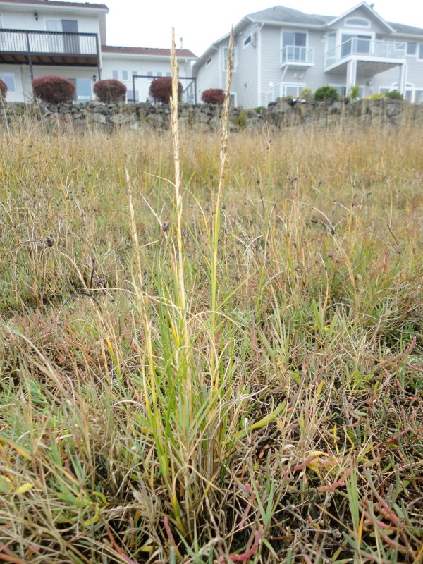 Seeding densiflora