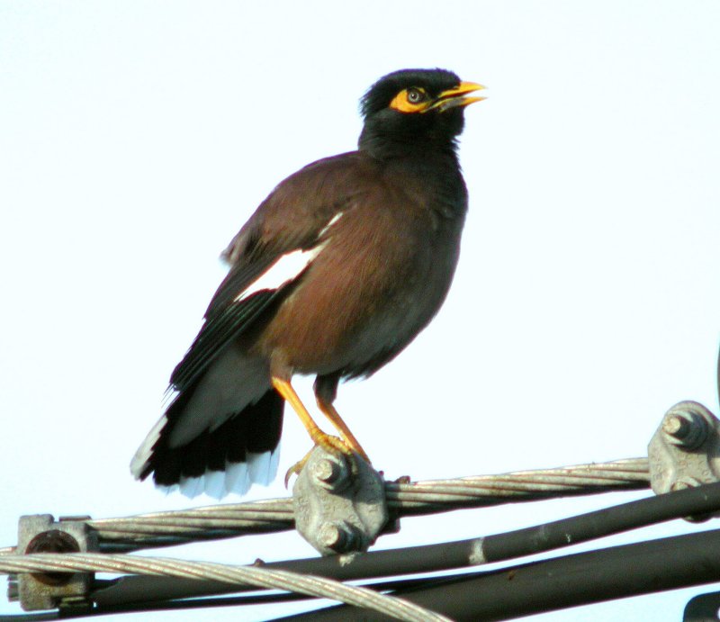 Common Myna