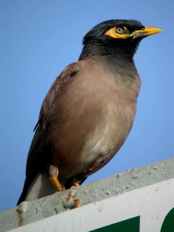 Common Myna