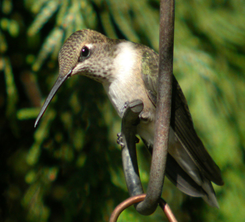 Black-chinned Hummingbird