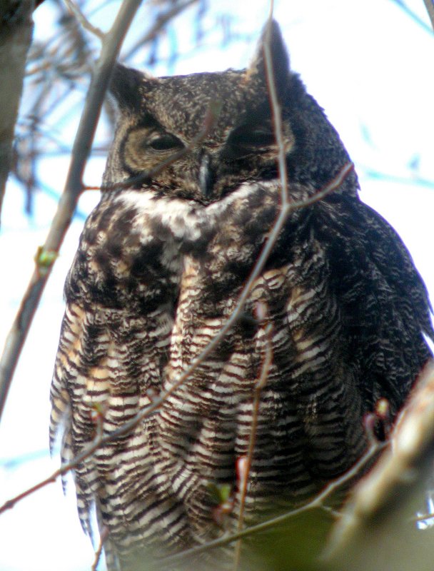 Great-horned Owl