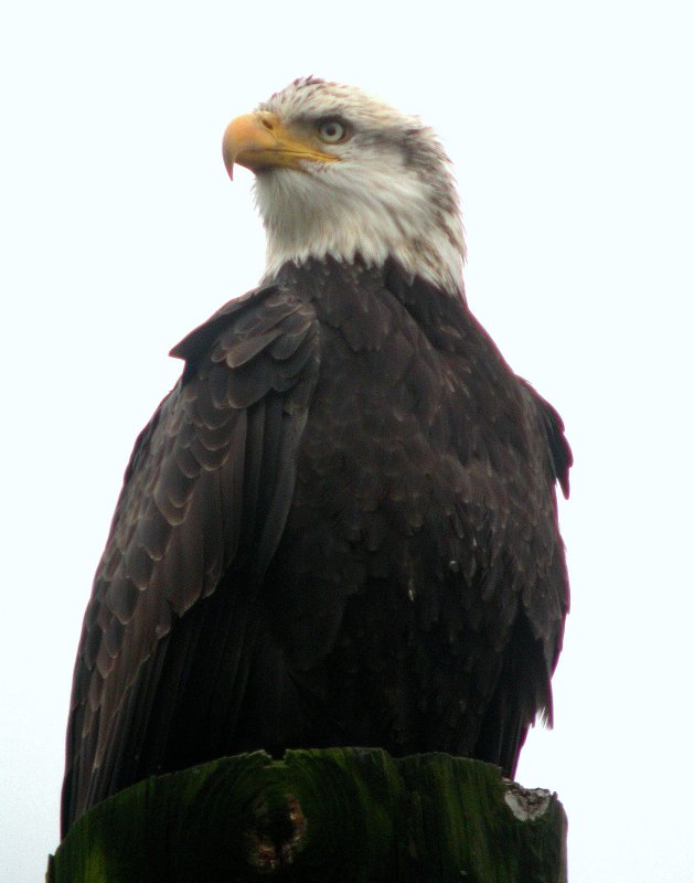 Bald Eagle