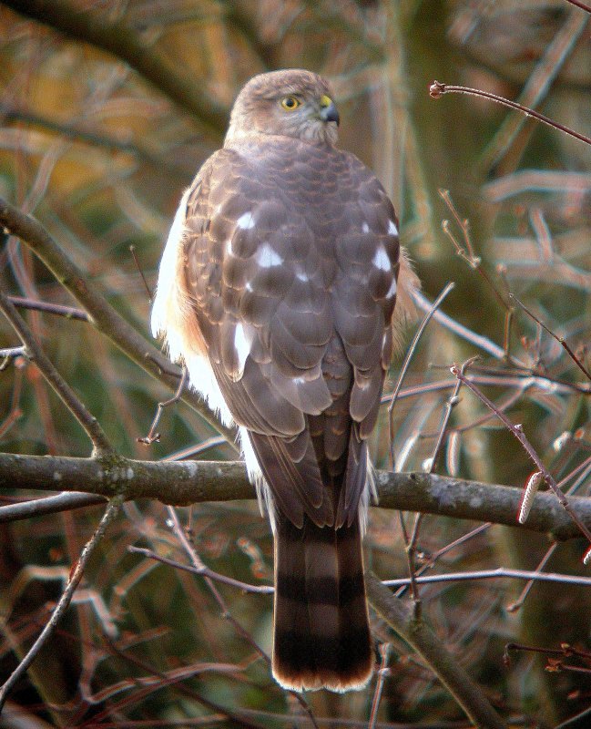 Sharp-shinned Hawk