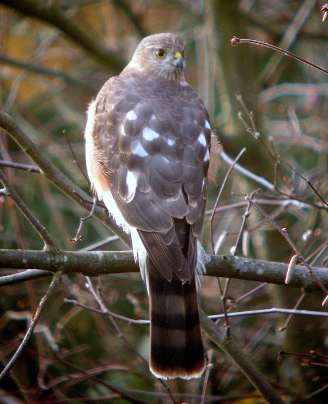 Sharp-shinned Hawk