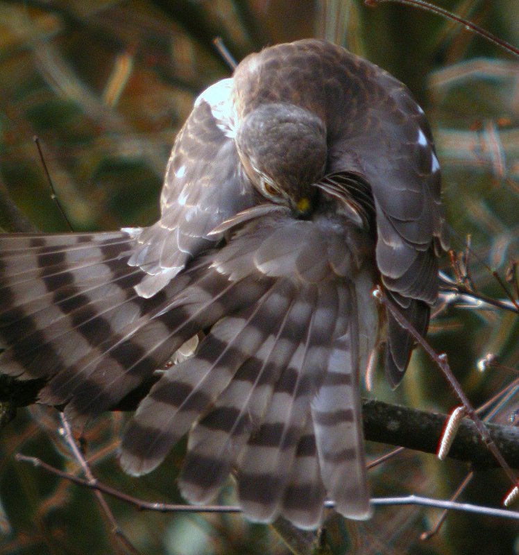 Sharp-shinned Hawk