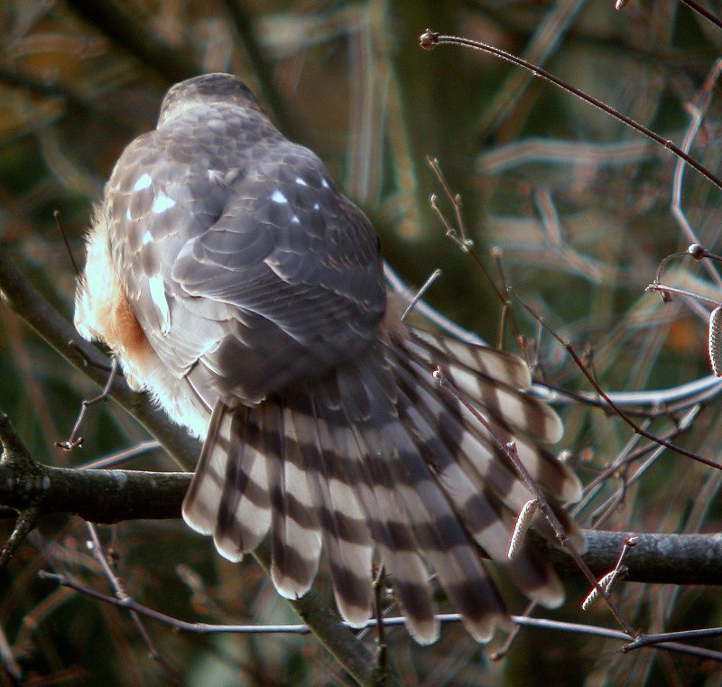 Sharp-shinned Hawk